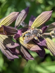 Anthidium manicatum