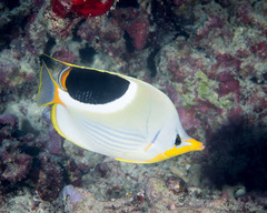 Chaetodon ephippium