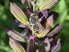 Anthidium manicatum