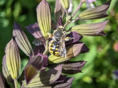 Anthidium manicatum