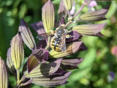 Anthidium manicatum
