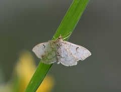Anania perlucidalis