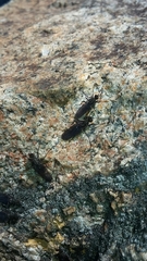 Oedoparena