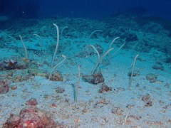 Gorgasia maculata