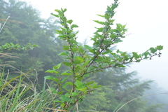 Rubus taitoensis