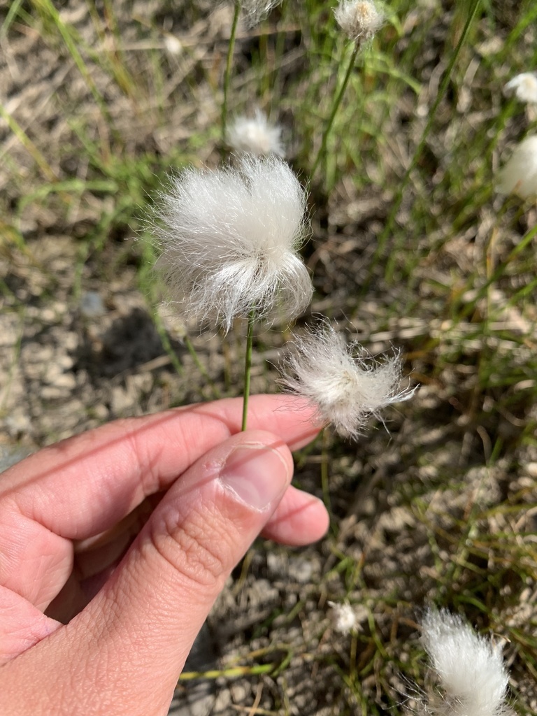 Scheuchzer's Cottongrass from ЯмалоНенецкий автономный округ, RU on
