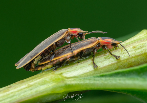 Pyractomena striatella