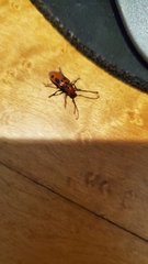 Tetraopes tetrophthalmus
