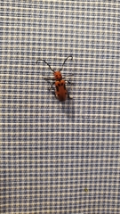 Tetraopes tetrophthalmus