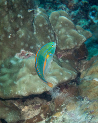 Stethojulis balteata