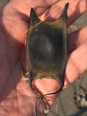 Sympterygia brevicaudata