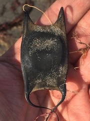 Sympterygia brevicaudata