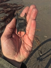 Sympterygia brevicaudata