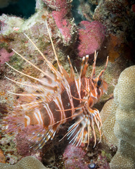 Pterois sphex