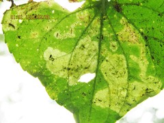Liriomyza violivora
