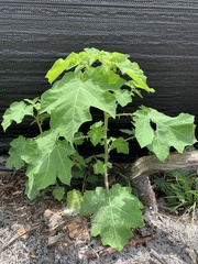 Solanum viarum