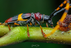 Trachyderes elegans