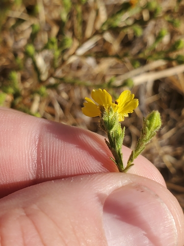 Image of Deinandra pentactis by (c) Trevor Harding, some rights reserved (CC BY)