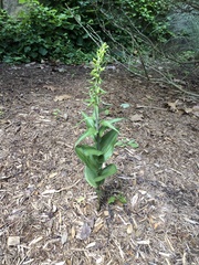 Digitalis grandiflora