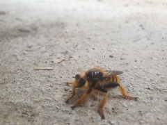 Pogonosoma maroccanum