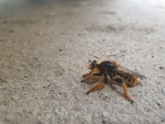 Pogonosoma maroccanum