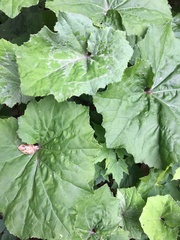 Tussilago farfara