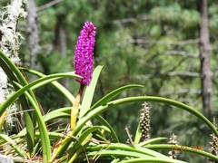 Arpophyllum laxiflorum