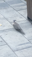 Streptopelia decaocto