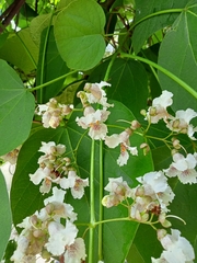 Paulownia tomentosa