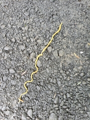 Diversibipalium multilineatum