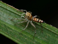 Cosmophasis baehrae