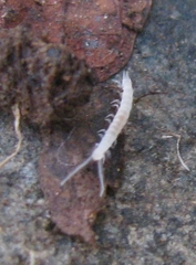 Scutigerellidae