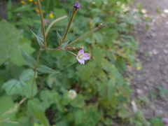 Epilobium collinum
