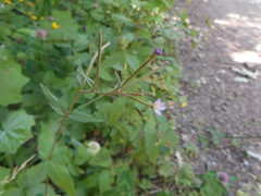 Epilobium collinum