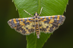 Eurrhyparodes tricoloralis