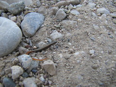 Ablepharus kitaibelii