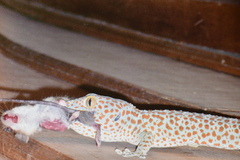 Chiropodomys gliroides