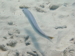 Malacanthus plumieri