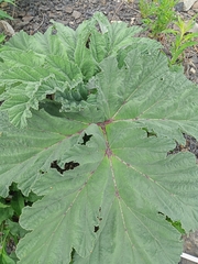 Heracleum leskovii