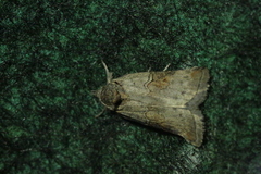 Nycteola asiatica
