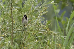 Emberiza schoeniclus