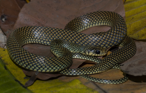 Speckled Racer