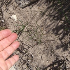 Pelargonium dipetalum
