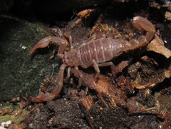 Vaejovidae