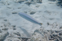 Malacanthus plumieri