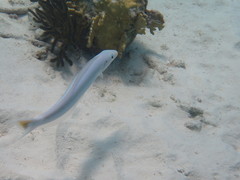 Malacanthus plumieri