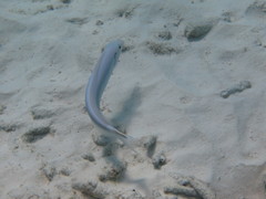 Malacanthus plumieri