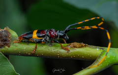 Trachyderes elegans