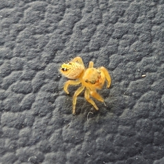 Phidippus cardinalis