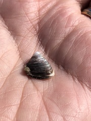 Dreissena polymorpha